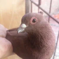 گلی دمسفید جفت پلنگ