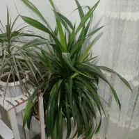 گل پاندانوس