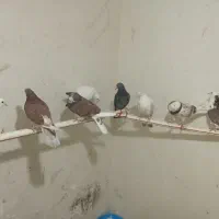 کفتر