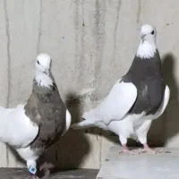 کبوتر