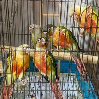 جوجه تازه دونخور گیرینچیک یلو ساید آناناسی