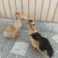 جوجه اردک ۲ ماهه