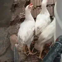 فروش جوجه سه ماهه