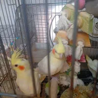 عروس هلندی