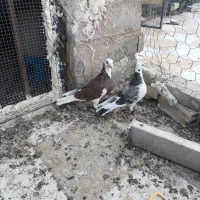 کبوتر فروشی