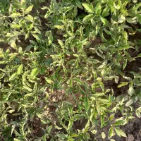نشا|خدمات باغبانی و درختکاری|گوگان, |دیوار