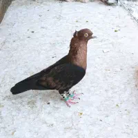 کفتر