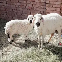 میش بره
