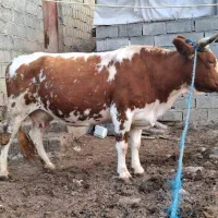 گاو گوشتی چاق