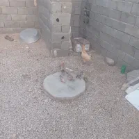 مرغ‌وهشت‌عدد‌جوجه‌بومی