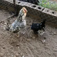 جوجه گلین جوجه ویاندوت بلک رد جوجه گلین ۳ماهه