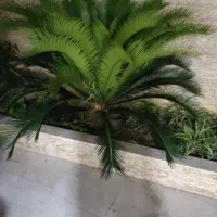 سیکاس