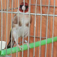سهره مست