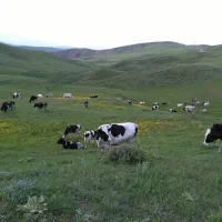 استخدام کارگر چوپان برای چراندن گاو