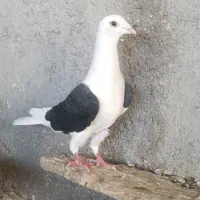 کبوتر دوکت