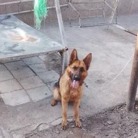 سگ ژرمن کلاسAاز نژاد ژرمن ورک