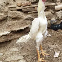 خروس و مرغ اوشامو