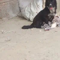 سگ پاکوتا حرف گوش کن