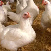 مرغ گوشتی مرغ روز. همراه با پیک رایگان