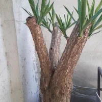 گل یوکا