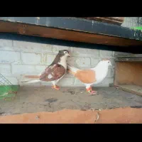 پرنده