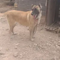 واگزار سگ ماده سراب