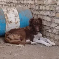 سگ ماده سرخ