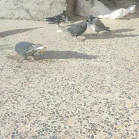 کفتر