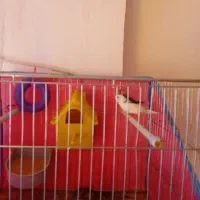 فنچ|پرنده|صومعهسرا, |دیوار
