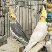 9تاعروس هلندی سالم دوتا جفت 5تا جوجه به شرط سلامت