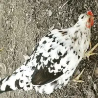 فروش مرغ و خروس