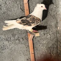 چپ پشت کلاغ