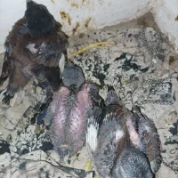 مینا سرحال شاه جوجه از دوتا لونه شاه جوجه