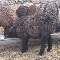 بره