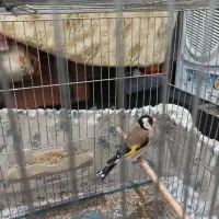 سهره تازه تخت نر