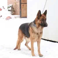 سگ ژرمن