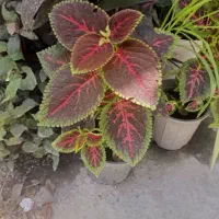 گل هوسنه یوسف