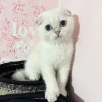 گربه اسکاتیش