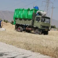 کاه جو نرم