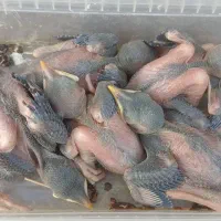 جوجه مینا