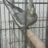 فروش عروس هلندی ماده