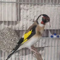 سهره|پرنده|کرمانشاه, |دیوار