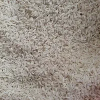 برنج هاشمی محلی با عطر و پخت درجه یک