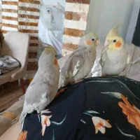 عروس هلندی