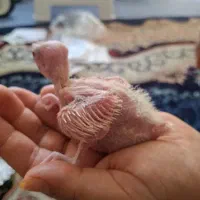جوجه عروس چشم شرابی نر