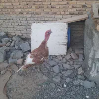 بوقلمون تخم گذار3عدد ویک عدد بوقلمون نرچاق
