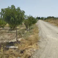 باغچه در روستای کمال