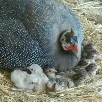 فروش جوجه مصری 25 روزه