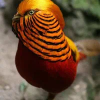 خروس بلژیکی