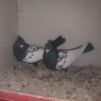 سینه سیاه کاکلی